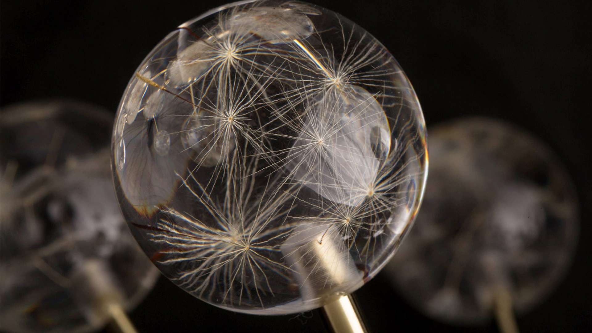 Dandelion Light by Artist Duy Anh Nhan Duc